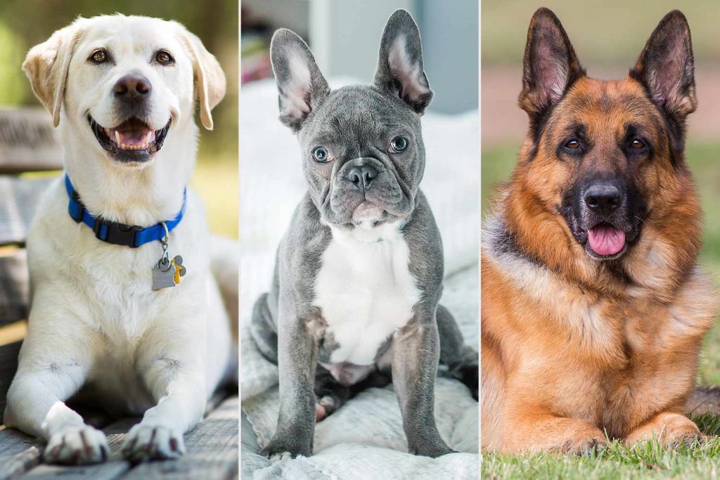 Какую породу собак выбрать?